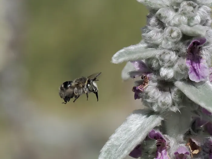Framed Print : Four-banded flower bee (Anthophora quadrimaculata) female, flying towards flower to collect pollen, London, England, UK. June Framed Print : Four-banded flower bee (Anthophora quadrimaculata) female, flying towards flower to collect pollen, London, England, UK. June