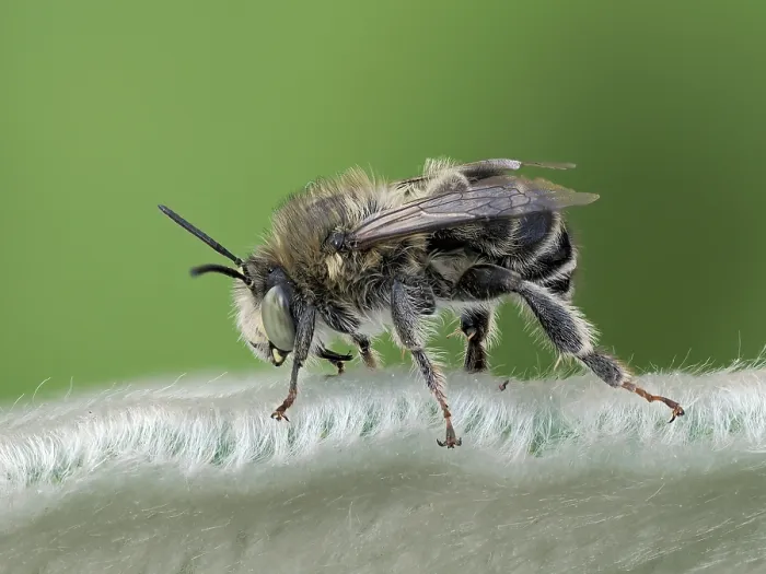 Framed Print : Four-banded flower bee (Anthophora quadrimaculata) male, resting on a leaf, London, England, UK. June. Focus stacked Framed Print : Four-banded flower bee (Anthophora quadrimaculata) male, resting on a leaf, London, England, UK. June. Focus stacked