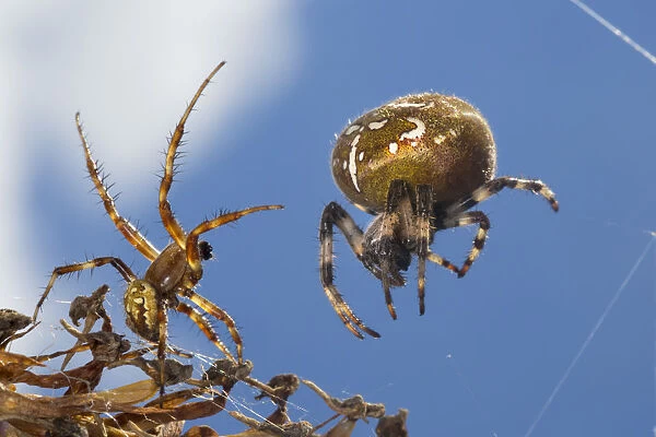 Four-spot orb weaver spider (Araneus quadratus) male approaching larger female to mate