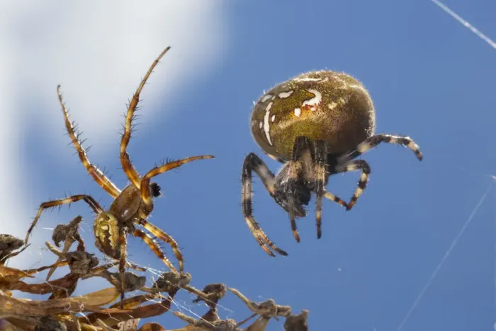 Framed Print : Four-spot orb weaver spider (Araneus quadratus) male approaching larger female to mate Framed Print : Four-spot orb weaver spider (Araneus quadratus) male approaching larger female to mate