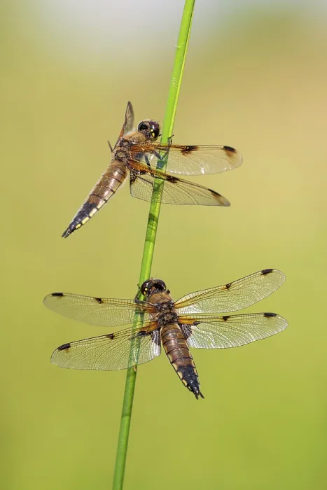 Framed Print : Two Four-spotted chaser dragonflies (Libellula quadrimaculata) roosting on a reed, Ham Wall RSPB Nature Reserve, Somerset Levels, England, UK. June Framed Print : Two Four-spotted chaser dragonflies (Libellula quadrimaculata) roosting on a reed, Ham Wall RSPB Nature Reserve, Somerset Levels, England, UK. June