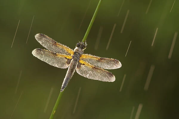 Four-spotted chaser dragonfly (Libellula quadrimaculata) in rain, Westhay SWT reserve