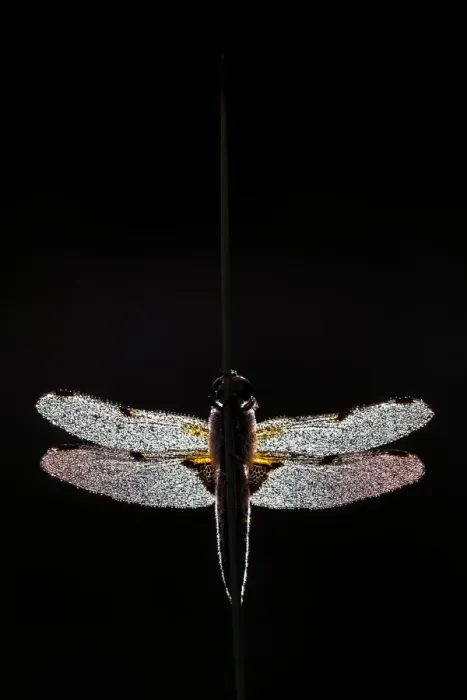 Framed Print : Four-spotted chaser dragonfly (Libellula quadrimaculata Framed Print : Four-spotted chaser dragonfly (Libellula quadrimaculata