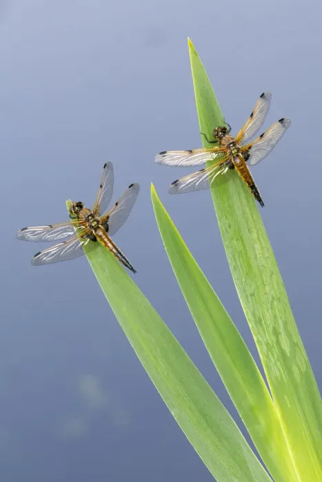 Framed Print : Four-spotted chaser dragonfly (Libellula quadrimaculata), two resting on reeds Framed Print : Four-spotted chaser dragonfly (Libellula quadrimaculata), two resting on reeds
