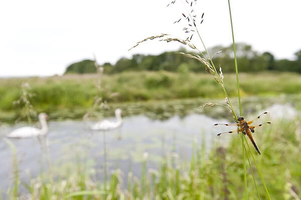 Four-spotted chaser {Libellula quadrimaculata} dragonfly resting on grass in wetland