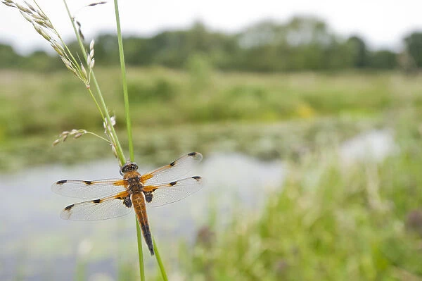 Four-spotted chaser {Libellula quadrimaculata} dragonfly resting on grass in wetland habitat