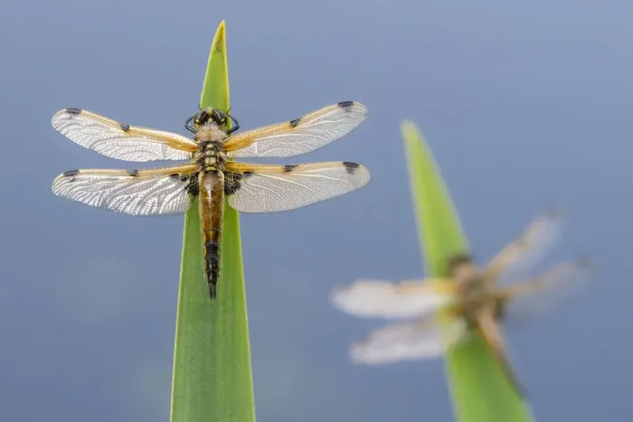 Framed Print : Four-spotted chaser (Libellula quadrimaculata) dragonflies resting on backlit reeds close Framed Print : Four-spotted chaser (Libellula quadrimaculata) dragonflies resting on backlit reeds close