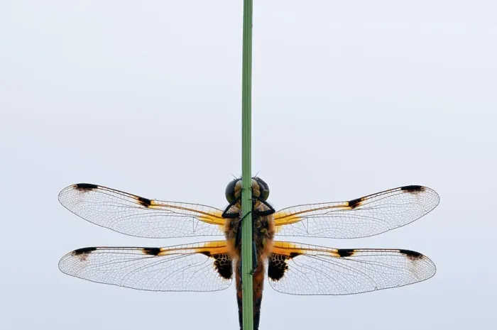 Framed Print : Four-spotted chaser {Libellula quadrimaculata} dragonfly, portrait, Shapwick Nature Reserve, Somerset Levels, UK, June
