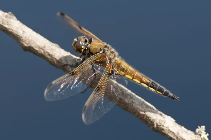 Framed Print : Four-spotted chaser (Libellula quadrimaculata) dragonfly, Arne RSPB reserve, Dorset Framed Print : Four-spotted chaser (Libellula quadrimaculata) dragonfly, Arne RSPB reserve, Dorset