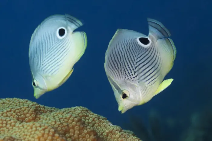 Framed Print : Foureye butterflyfish (Chaetodon capistratus) couple feeding on coral Framed Print : Foureye butterflyfish (Chaetodon capistratus) couple feeding on coral