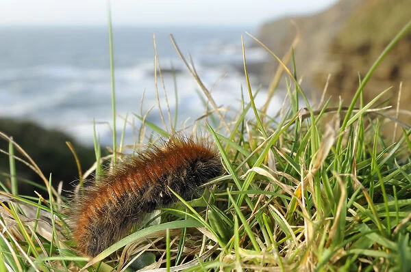 Fox moth caterpillar (Macrothylacia rubi) crawling along grassy cliff edge, near Bude