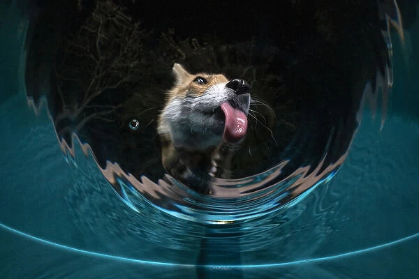 Fox (Vulpes vulpes) drinking water from a sauna pool in a garden