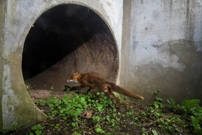 Framed Print : Fox (Vulpes vulpes) entering a wildlife underpass below the A10 highway, Charente-Maritime, France. June. Camera trap image Framed Print : Fox (Vulpes vulpes) entering a wildlife underpass below the A10 highway, Charente-Maritime, France. June. Camera trap image