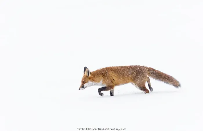 Framed Print : Fox (Vulpes vulpes) in snow, Londong, England, UK, January Framed Print : Fox (Vulpes vulpes) in snow, Londong, England, UK, January