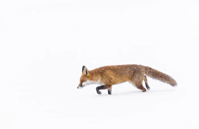 Framed Print : Fox (Vulpes vulpes) in snow, Londong, England, UK, January Framed Print : Fox (Vulpes vulpes) in snow, Londong, England, UK, January