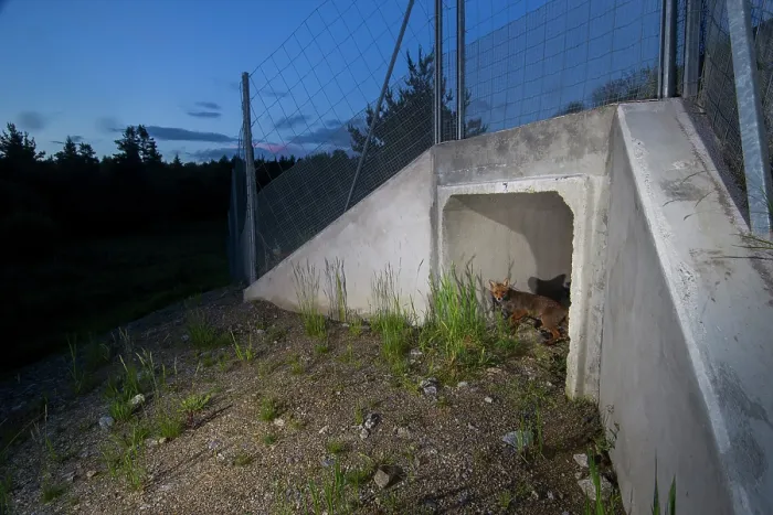 Framed Print : Fox (Vulpes vulpes) standing at entrance to a wildlife underpass below the A89 highway at night, Rhone, Correze, France. June. Camera trap image Framed Print : Fox (Vulpes vulpes) standing at entrance to a wildlife underpass below the A89 highway at night, Rhone, Correze, France. June. Camera trap image