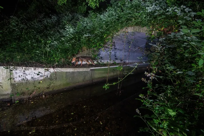 Framed Print : Fox (Vulpes Vulpes) using a wildlife underpass below the A64 highway and above the Rieu-tort brook at night, Hautes-Pyrenees, France. June. Camera trap image