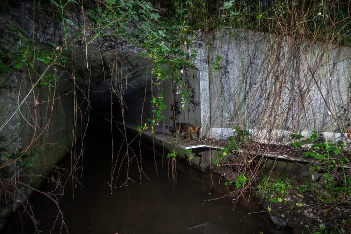 Framed Print : Fox (Vulpes Vulpes) using a wildlife underpass below the A87 highway and above the Lantraies brook at night, Maine-et-Loire, France. May. Camera trap image