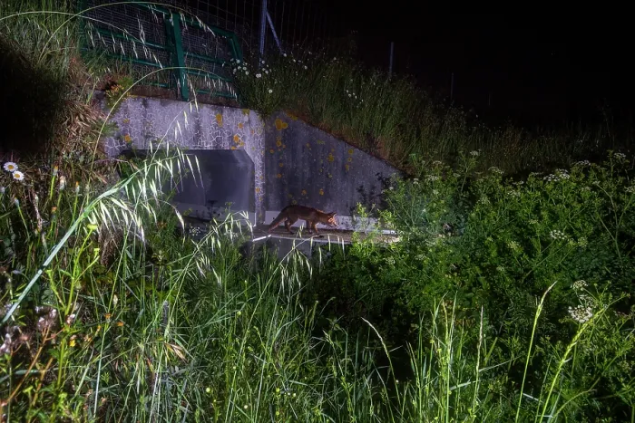 Framed Print : Fox (Vulpes Vulpes) using a wildlife underpass below the A87 highway and above the Natteries brook at night, Maine-et-Loire, France. May. Camera trap image Framed Print : Fox (Vulpes Vulpes) using a wildlife underpass below the A87 highway and above the Natteries brook at night, Maine-et-Loire, France. May. Camera trap image