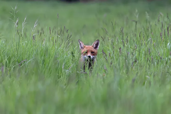 Framed Print : Fox (Vulpes vulpes) walking through long grass, Suffolk, England, UK. May Framed Print : Fox (Vulpes vulpes) walking through long grass, Suffolk, England, UK. May