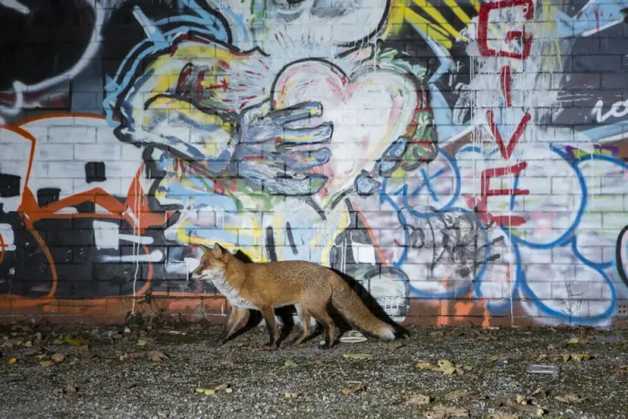 Framed Print : Fox (Vulpes vulpes), walking past a graffiti covered wall at night, Bristol, UK. October Framed Print : Fox (Vulpes vulpes), walking past a graffiti covered wall at night, Bristol, UK. October