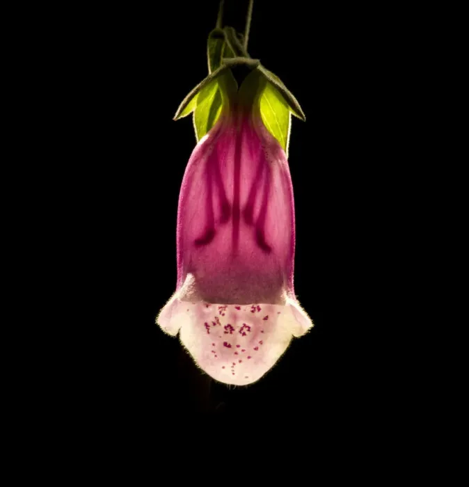 Framed Print : Foxglove (Digitalis purpurea) flower, backlit with stamens and style visible through corolla Framed Print : Foxglove (Digitalis purpurea) flower, backlit with stamens and style visible through corolla
