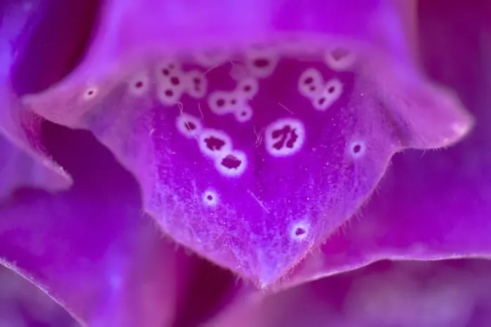 Framed Print : Foxglove (Digitalis purpurea) flower detail, Devon, UK. June Framed Print : Foxglove (Digitalis purpurea) flower detail, Devon, UK. June