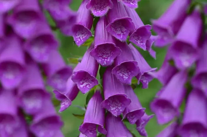 Framed Print : Foxglove (Digitalis purpurea) flowers, France. June Framed Print : Foxglove (Digitalis purpurea) flowers, France. June