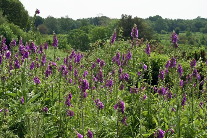 Framed Print : Foxgloves (Digitalis purpurea) in flower, Headley Heath, Surrey, England, UK. June Framed Print : Foxgloves (Digitalis purpurea) in flower, Headley Heath, Surrey, England, UK. June