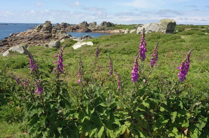 Framed Print : Foxgloves (Digitalis purpurea) in flower, St Agnes, Isles of Scilly, UK. May Framed Print : Foxgloves (Digitalis purpurea) in flower, St Agnes, Isles of Scilly, UK. May