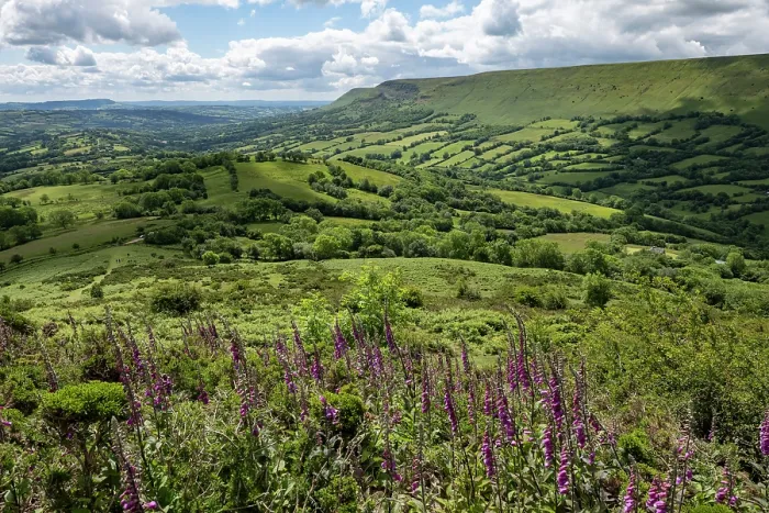 Framed Print : Foxgloves (Digitalis purpurea) in flower looking out over the Olchon Valley from Black Hill  /  Cat's Back, south facing view featuring the escarpment of the Black Mountains