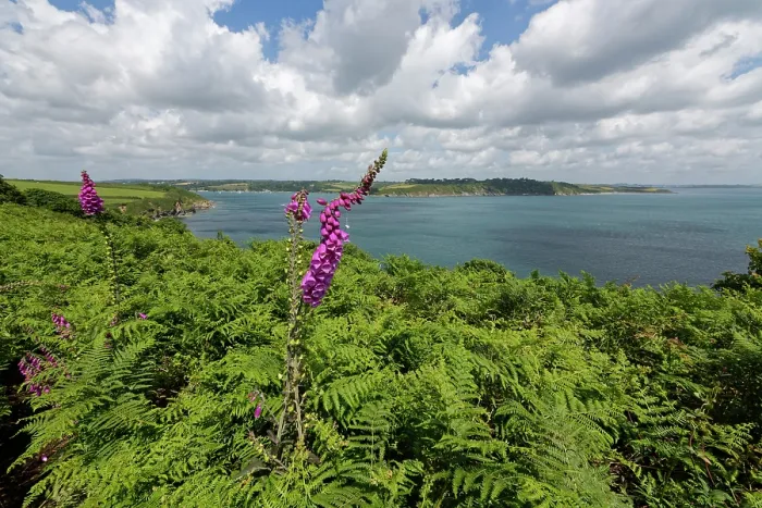 Framed Print : Foxgloves (Digitalis purpurea) flowering among Bracken (Pteridium aquilinum) on Dennis Head with the Helford River estuary in the background, Cornwall, England, UK. June Framed Print : Foxgloves (Digitalis purpurea) flowering among Bracken (Pteridium aquilinum) on Dennis Head with the Helford River estuary in the background, Cornwall, England, UK. June