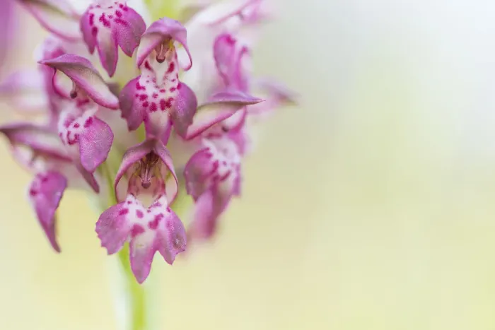 Framed Print : Fragrant bug orchid (Anacamptis coriophora), close up. Cyprus. April Framed Print : Fragrant bug orchid (Anacamptis coriophora), close up. Cyprus. April