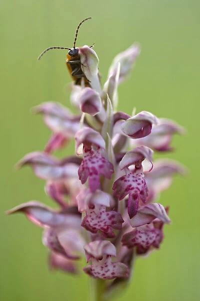 Fragrant Bug orchid (Anacamptis  /  Orchis coriophora fragrans) in flower with an insect on it