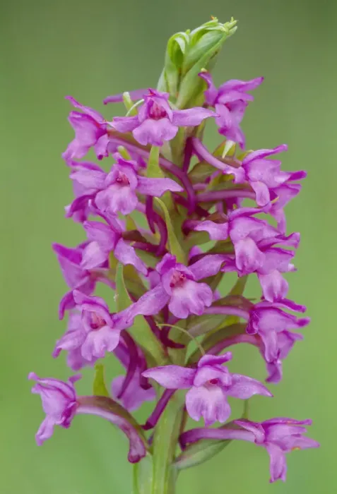 Framed Print : Fragrant Orchid (Gymnadenia conopsea) flowering, RSPB Insh Marshes, Cairngorms National Park, Scotland, UK. June Framed Print : Fragrant Orchid (Gymnadenia conopsea) flowering, RSPB Insh Marshes, Cairngorms National Park, Scotland, UK. June