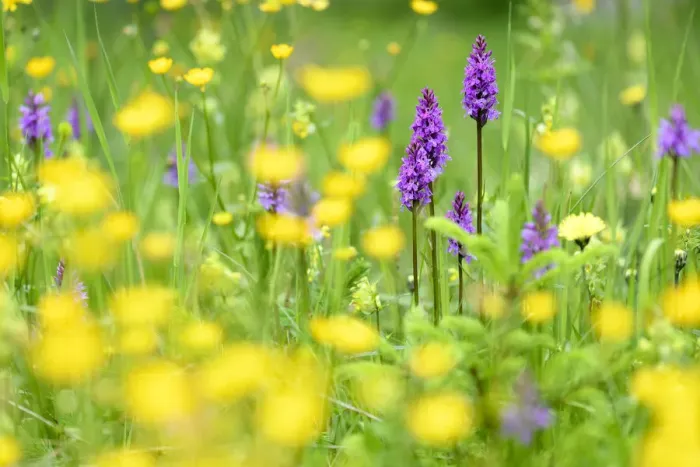 Framed Print : Fragrant orchids (Gymnadenia conopsea) amongst wildflowers in ancient alpine meadow Framed Print : Fragrant orchids (Gymnadenia conopsea) amongst wildflowers in ancient alpine meadow