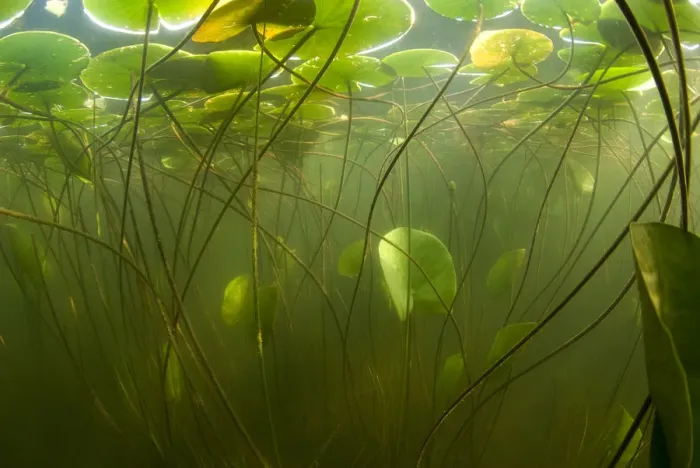 Framed Print : Fragrant water lilies (Nymphaea odorata) in Lake Skadar, Montenegro, May 2008 Framed Print : Fragrant water lilies (Nymphaea odorata) in Lake Skadar, Montenegro, May 2008