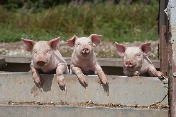Free range Domestic pig (Sus scrofa domesticus) three piglets in wallow bath, UK