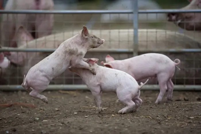 Framed Print : Free range Domestic pig (Sus scrofa domesticus) piglets play fighting, UK, August 2010 Framed Print : Free range Domestic pig (Sus scrofa domesticus) piglets play fighting, UK, August 2010