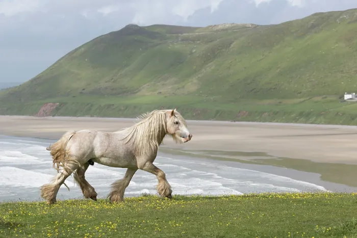 Framed Print : Free roaming golden Gypsy Vanner stallion trotting over grassland with beach in background, Gower Peninsula, Wales, UK. May Framed Print : Free roaming golden Gypsy Vanner stallion trotting over grassland with beach in background, Gower Peninsula, Wales, UK. May