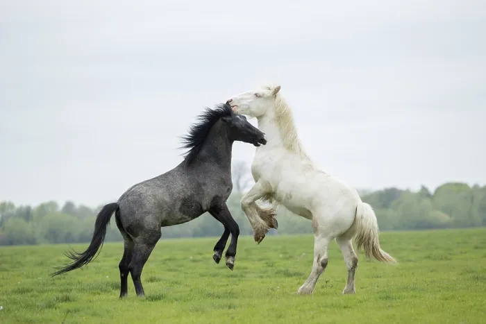 Framed Print : Free roaming Gypsy Vanner colt / horse (right) playfighting with another colt, on the flood plains, Port Meadow, Oxford, Oxfordshire, England.u Framed Print : Free roaming Gypsy Vanner colt / horse (right) playfighting with another colt, on the flood plains, Port Meadow, Oxford, Oxfordshire, England.u