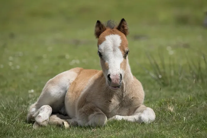 Framed Print : Free roaming Gypsy Vanner colt lying down on grass, Gower Peninsula, Wales, UK. May