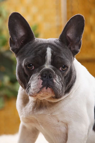 French Bulldog bitch with blue-white, aged one year