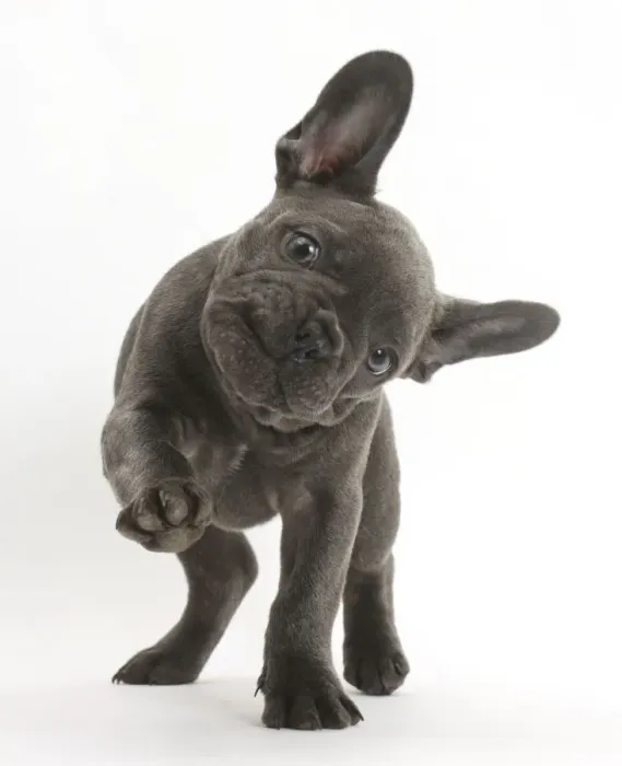 Framed Print : French bulldog with head on side and paw raised Framed Print : French bulldog with head on side and paw raised