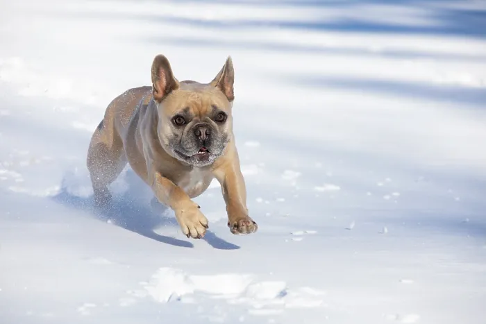 Framed Print : French bulldog, male, running in snow, Litchfield, Connecticut, USA. February Framed Print : French bulldog, male, running in snow, Litchfield, Connecticut, USA. February