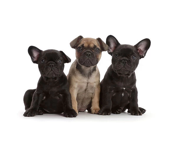 Three French Bulldog puppies, age 6 weeks, sitting in a row