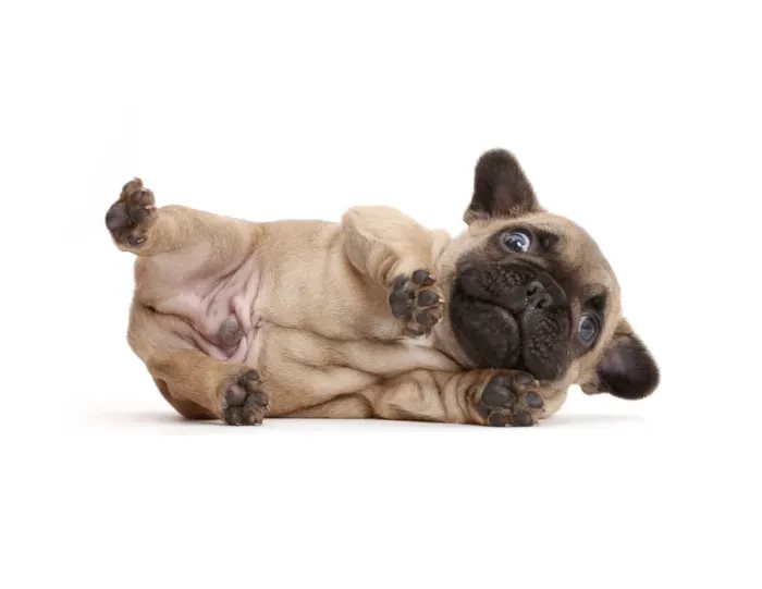 Framed Print : French Bulldog puppy, aged age 5 weeks, lying on his side Framed Print : French Bulldog puppy, aged age 5 weeks, lying on his side