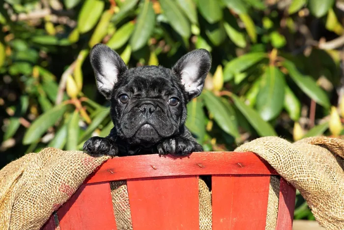 Framed Print : French bulldog puppy sitting in a pot, portrait, Haddam, Connecticut, USA. January Framed Print : French bulldog puppy sitting in a pot, portrait, Haddam, Connecticut, USA. January