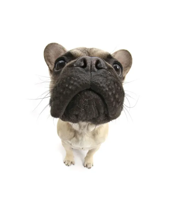 Framed Print : French Bulldog sitting looking up, close up of muzzle Framed Print : French Bulldog sitting looking up, close up of muzzle