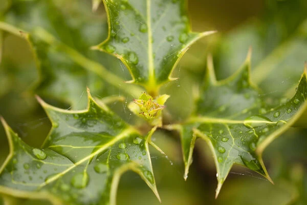 Fresh leaves of Holly (Ilex aquilfolium) with rain drops in spring, Beinn Eighe NNR